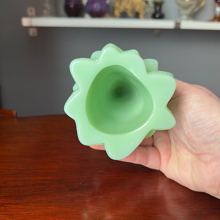 Mosser Medium Jade Tree