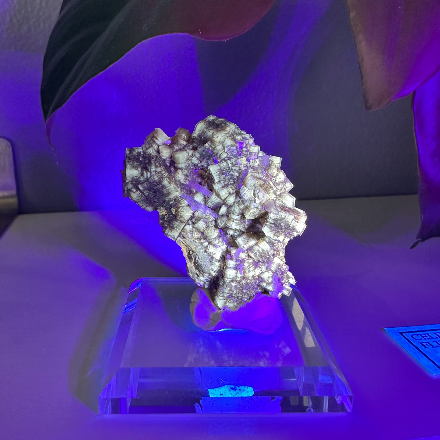 UV Reactive Fluorite with Celestite