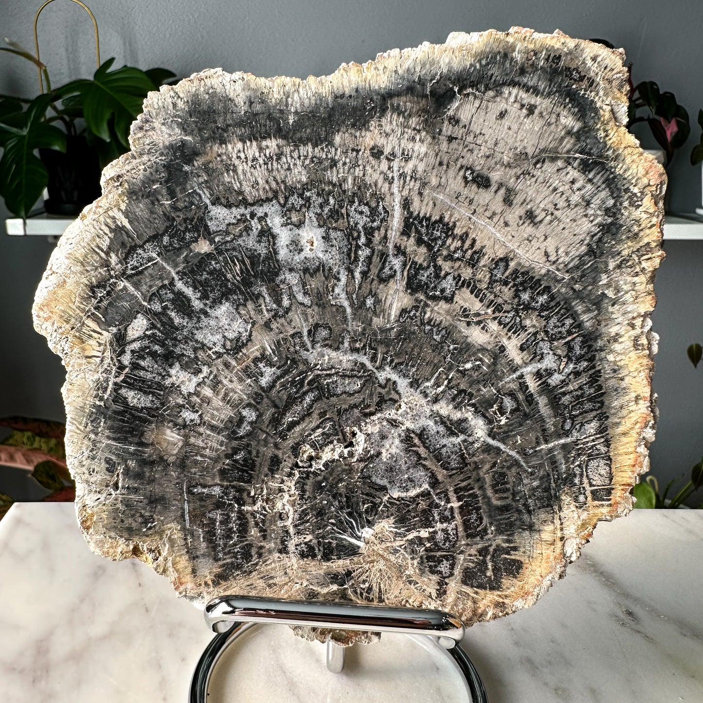 Petrified Wood Slab