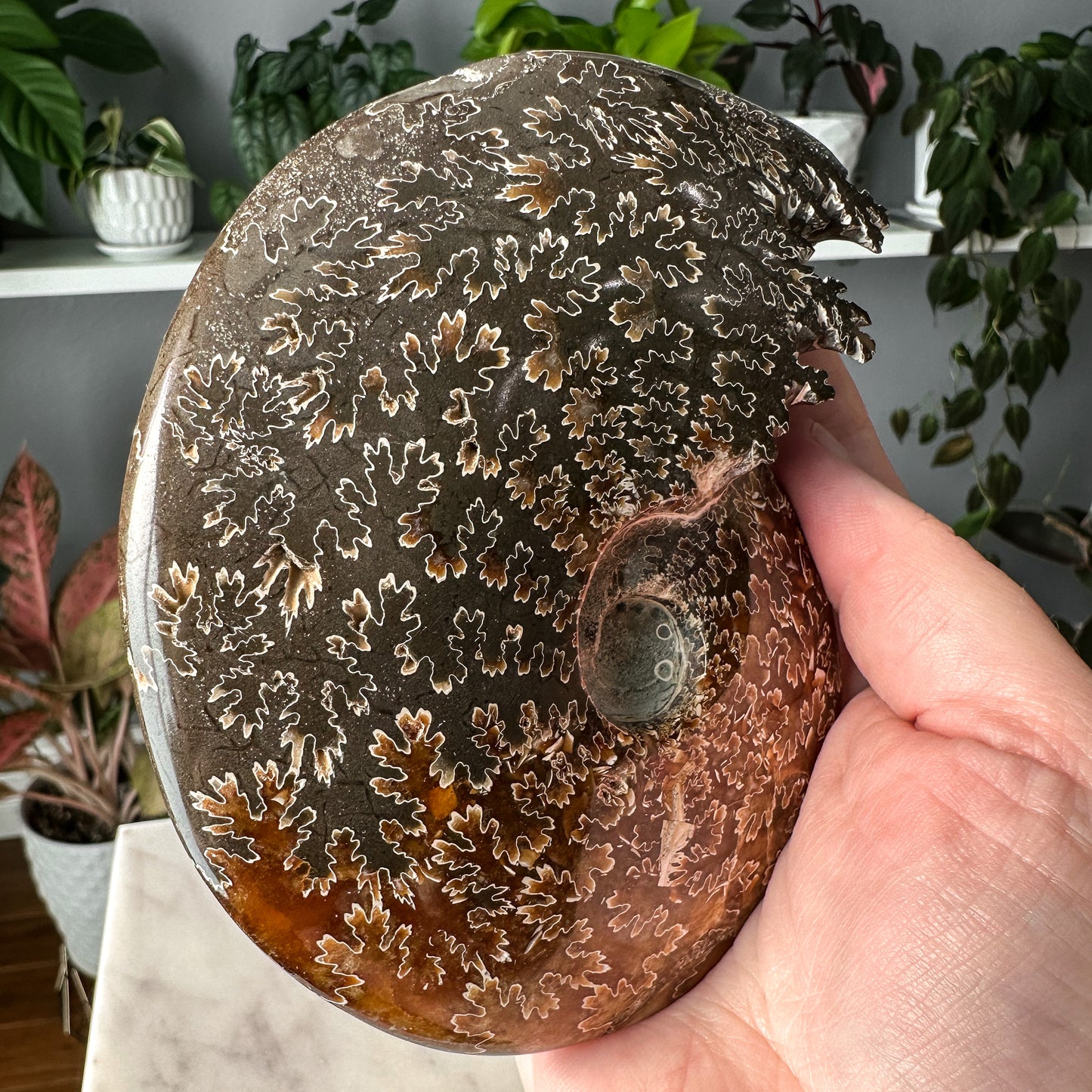 Ammonite