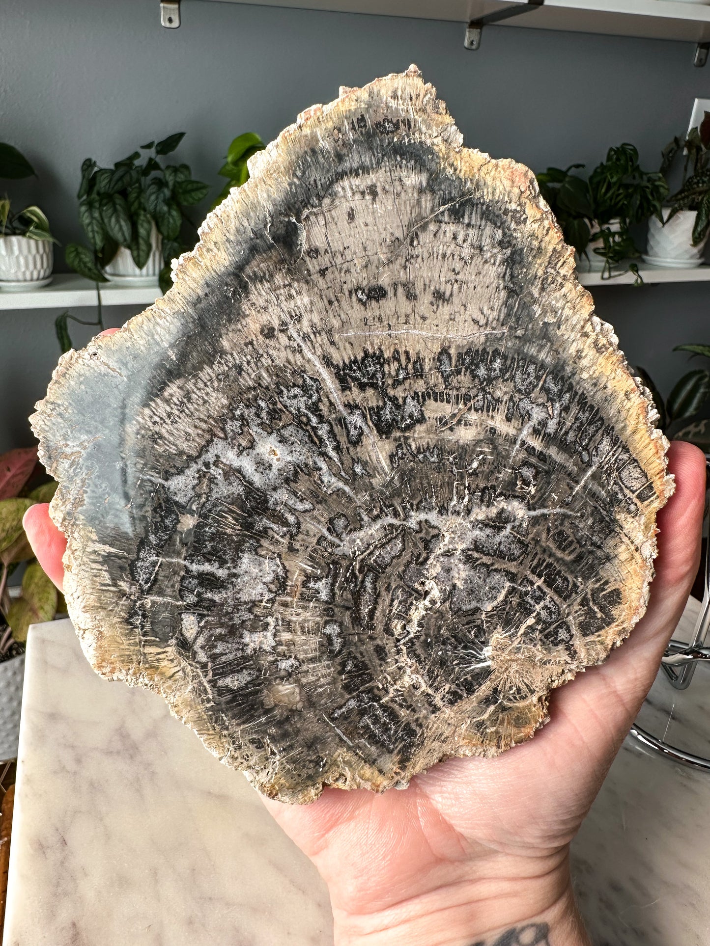 Petrified Wood Slab