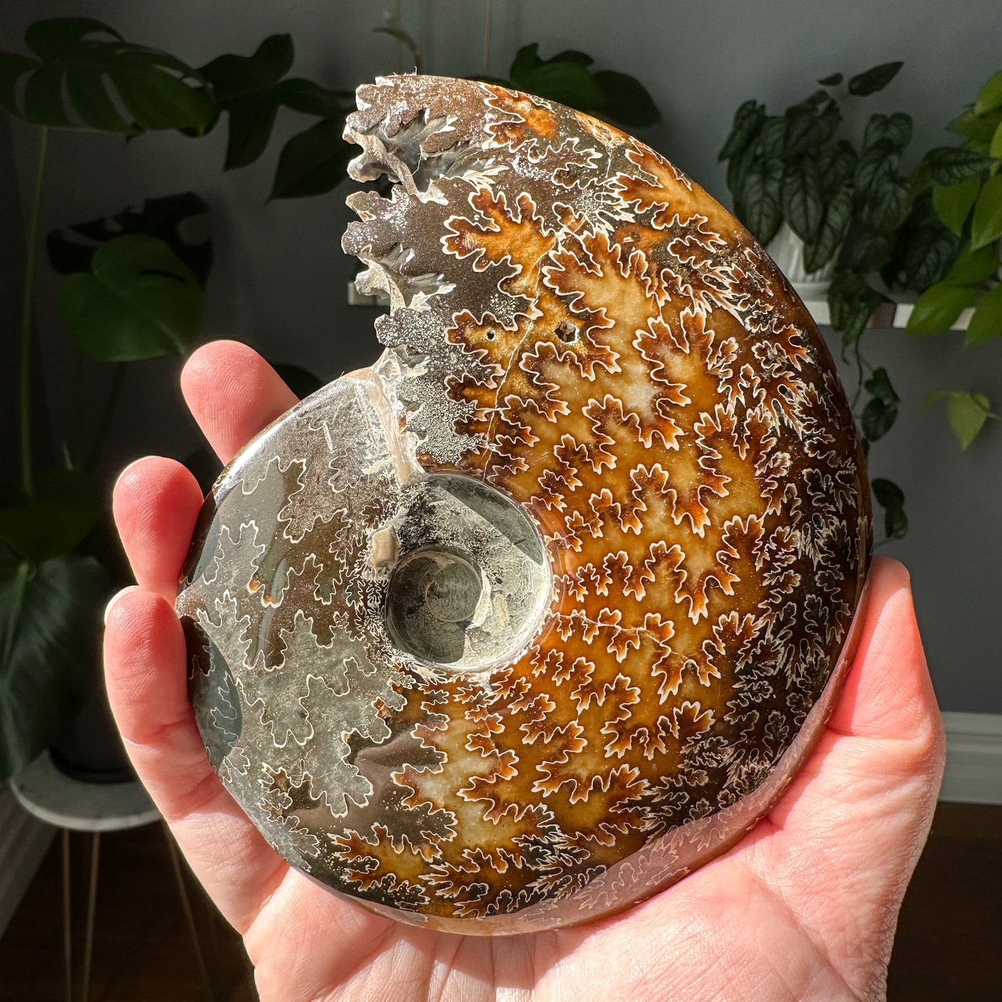 Ammonite