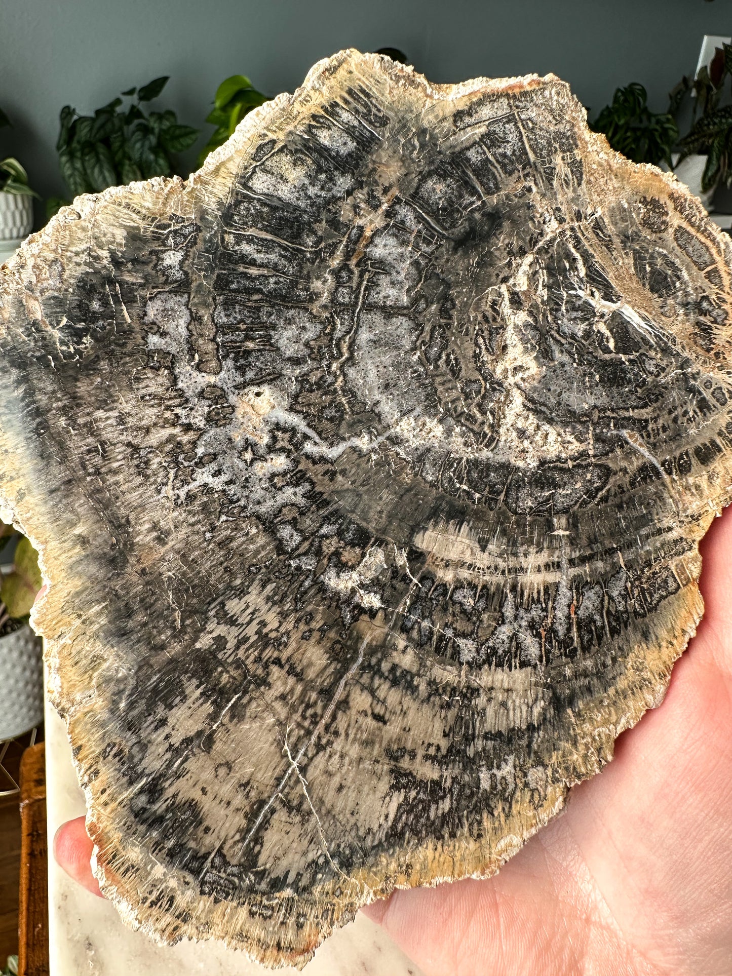 Petrified Wood Slab