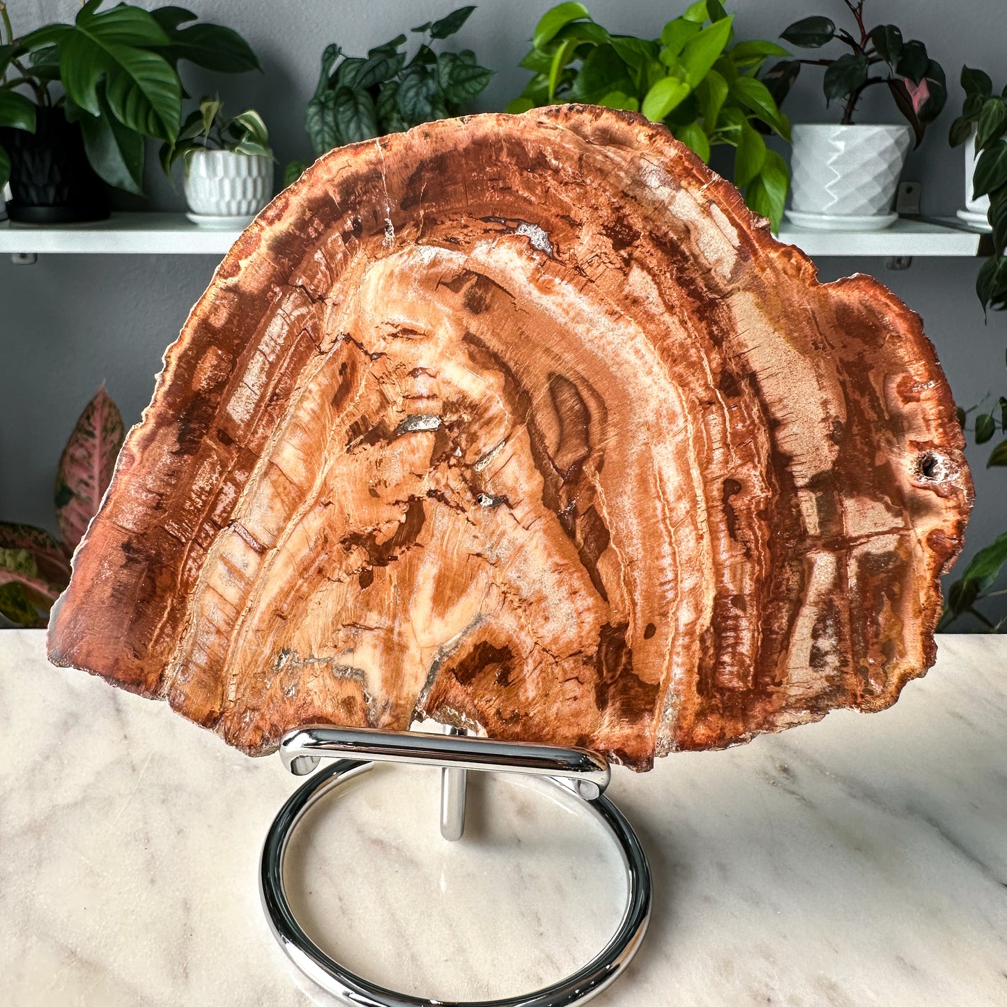 Petrified Wood Slab