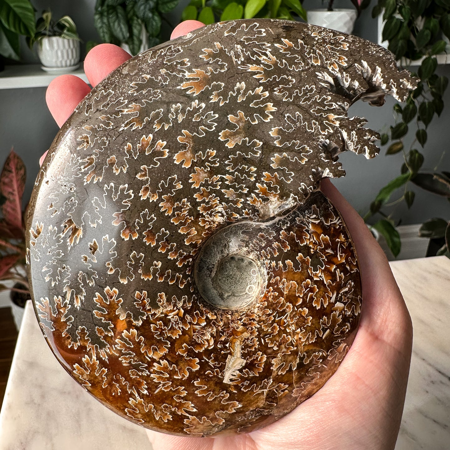 Ammonite