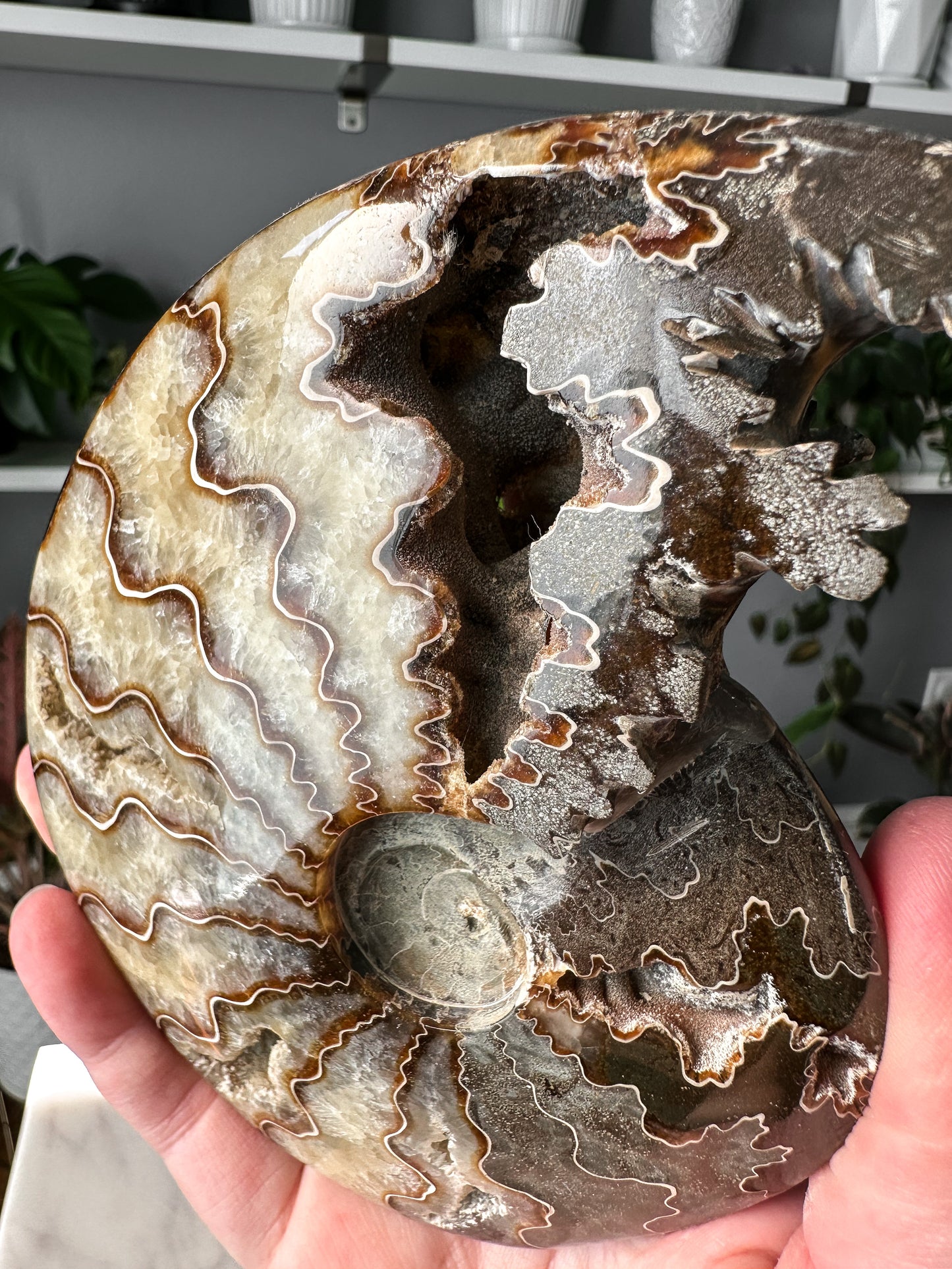 Ammonite