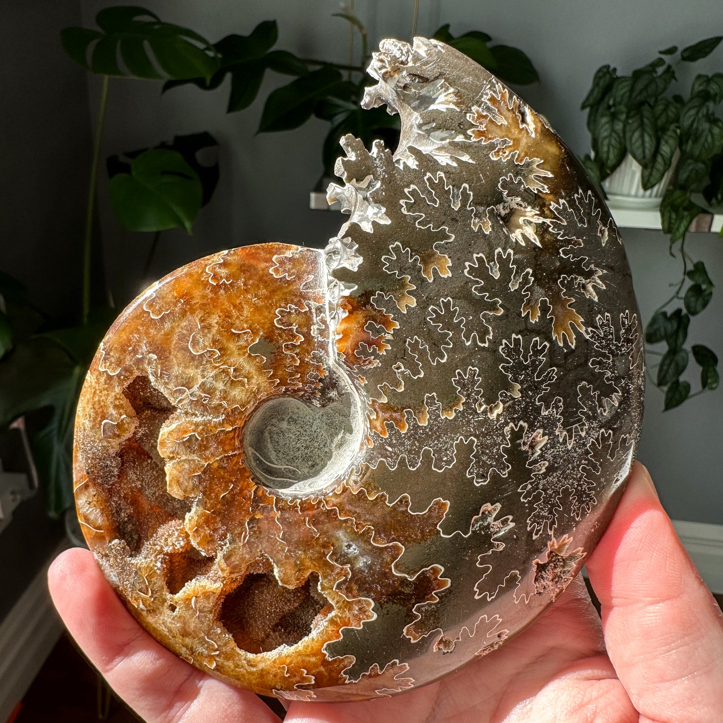 Ammonite