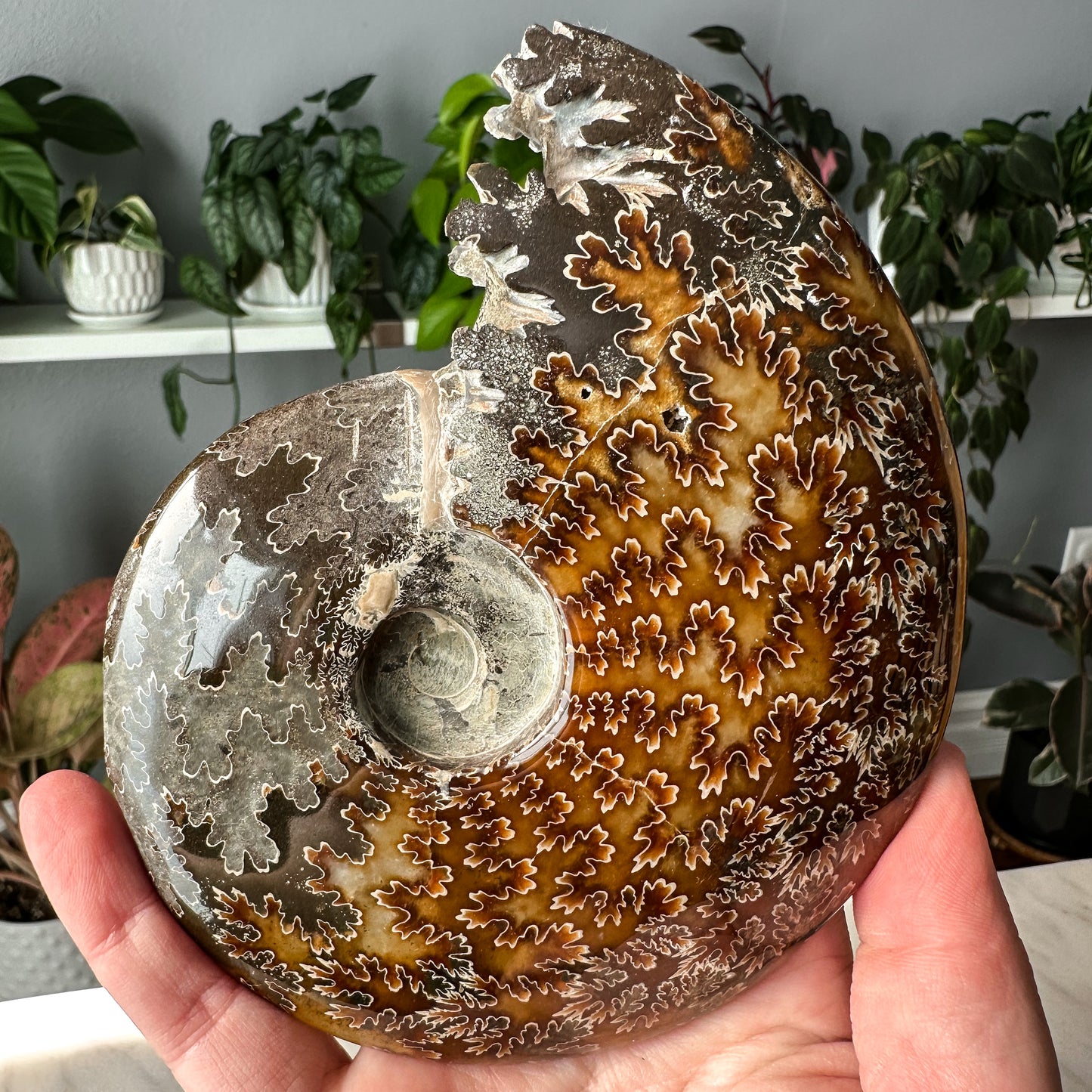 Ammonite