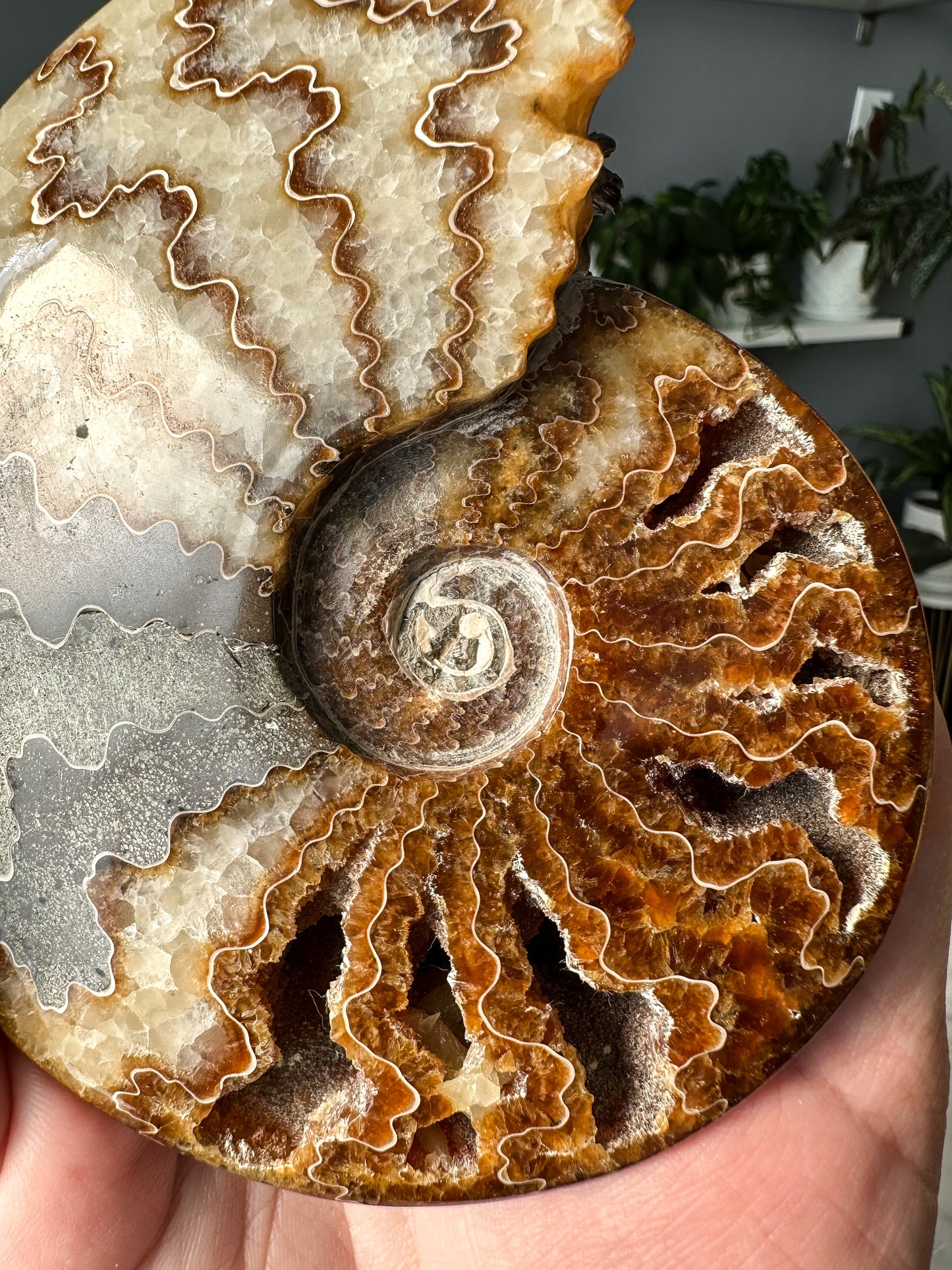 Ammonite