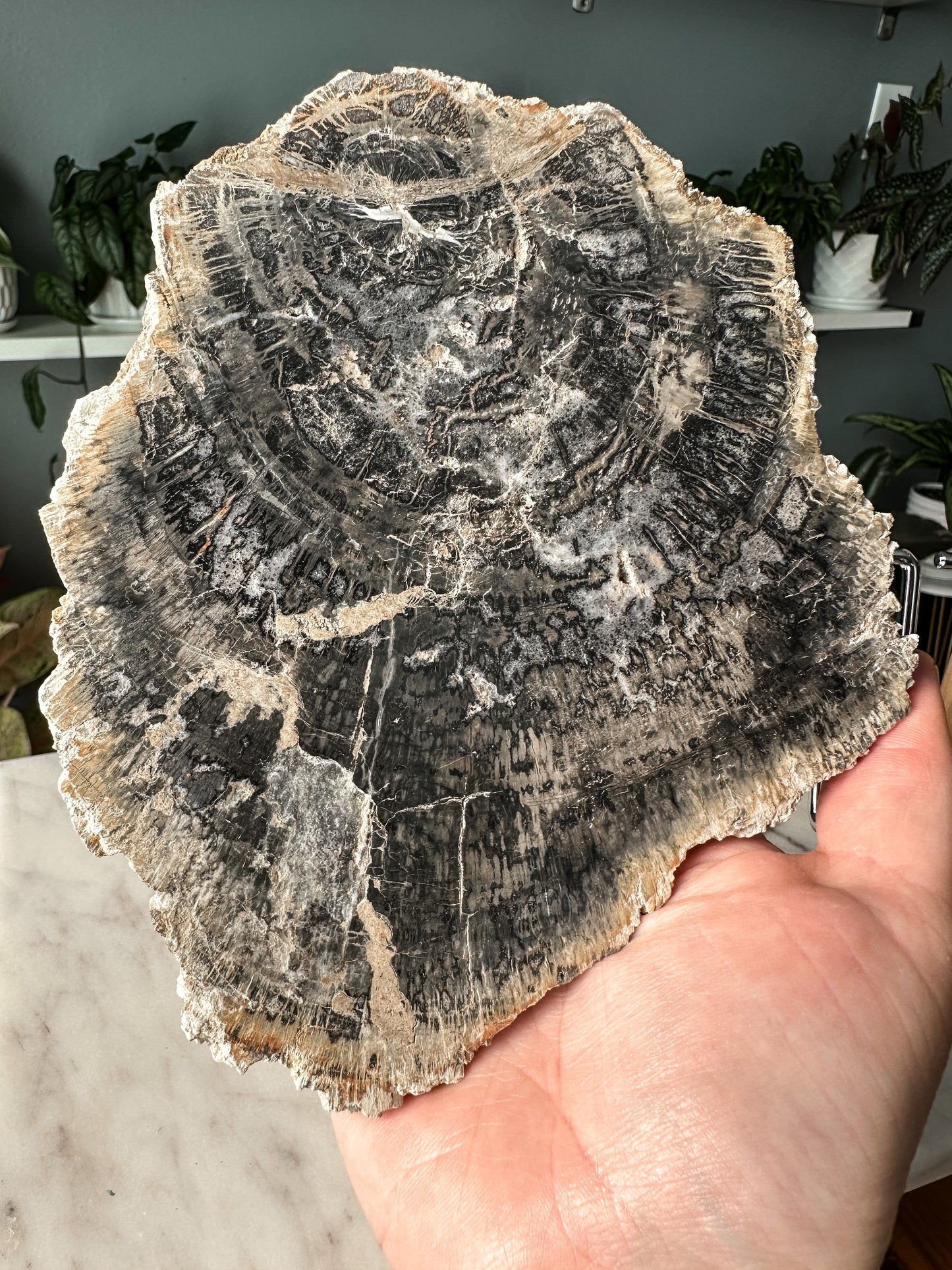 Petrified Wood Slab