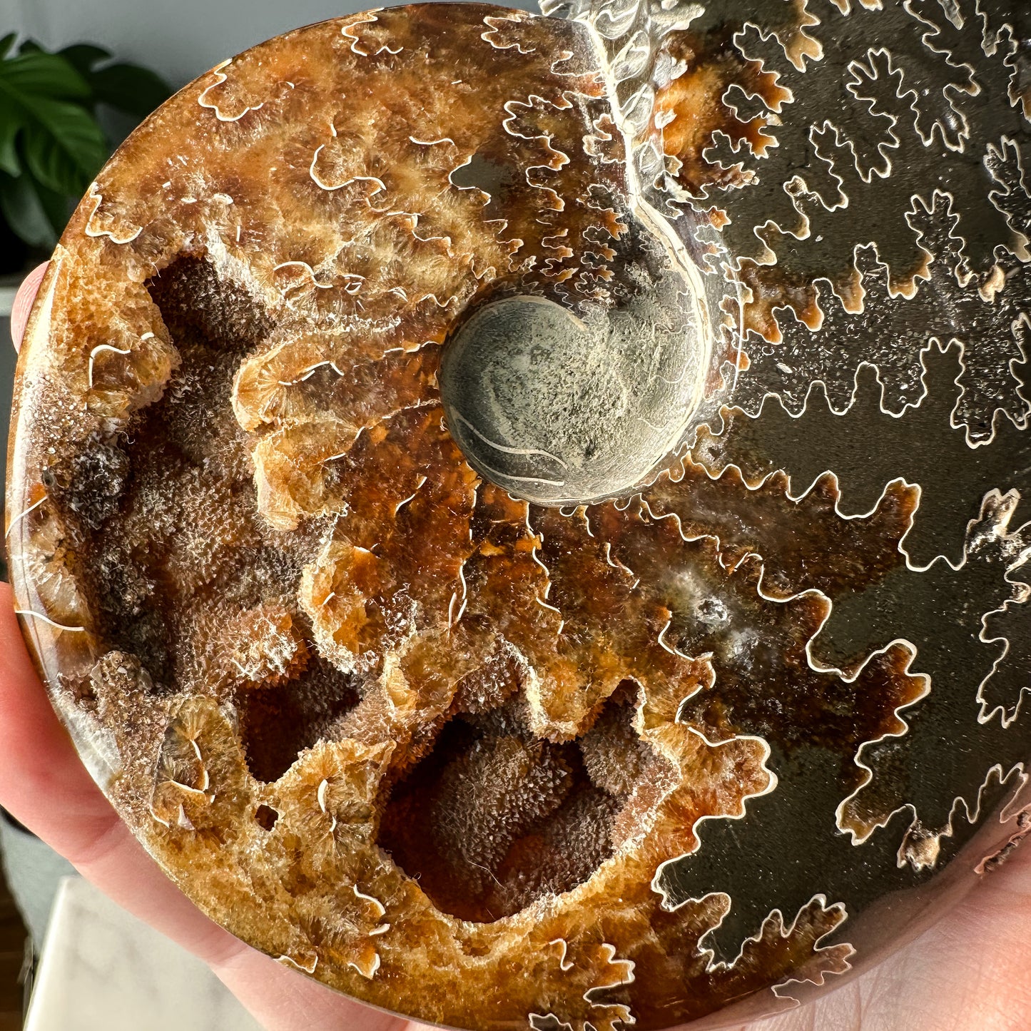 Ammonite