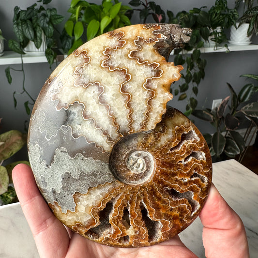 Ammonite