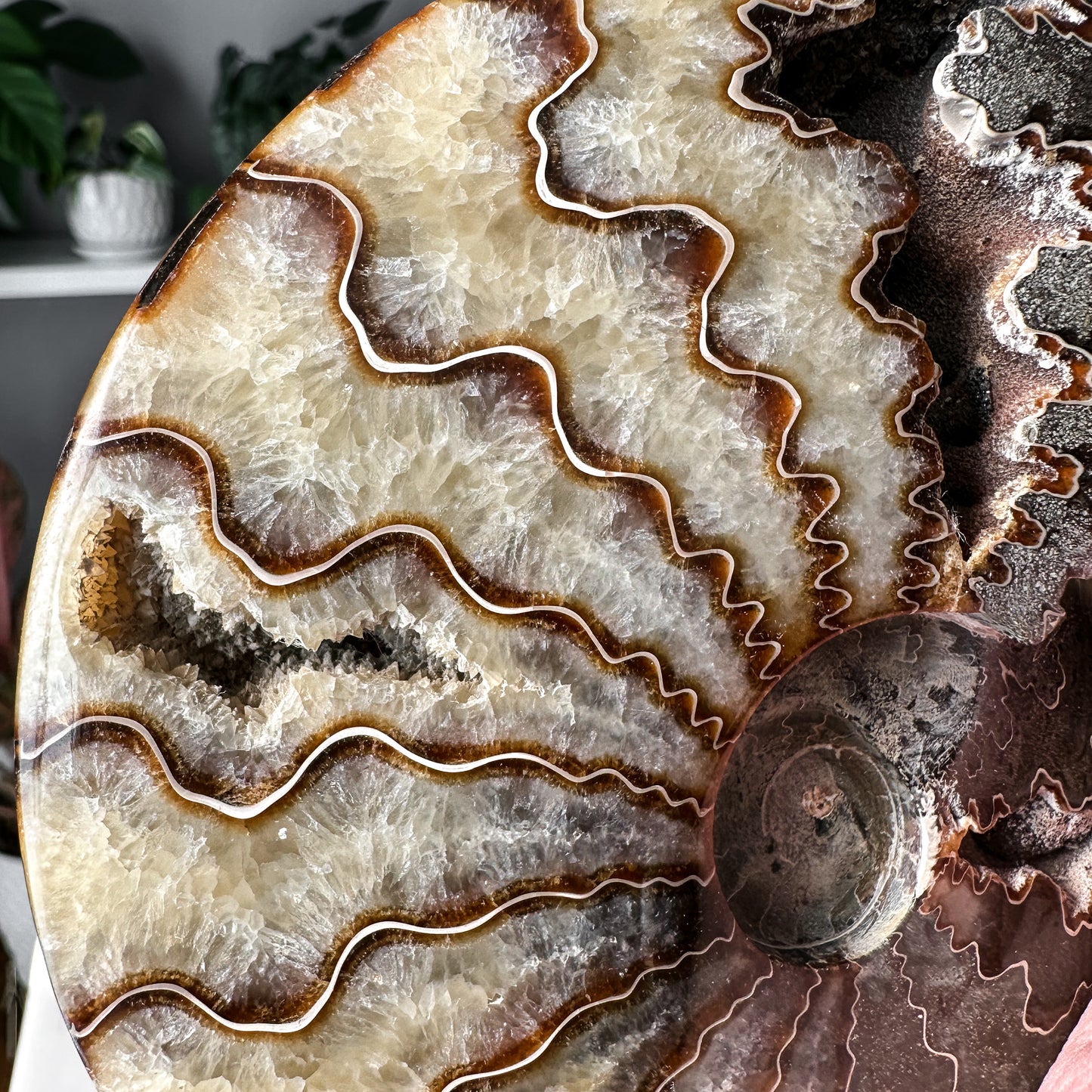 Ammonite