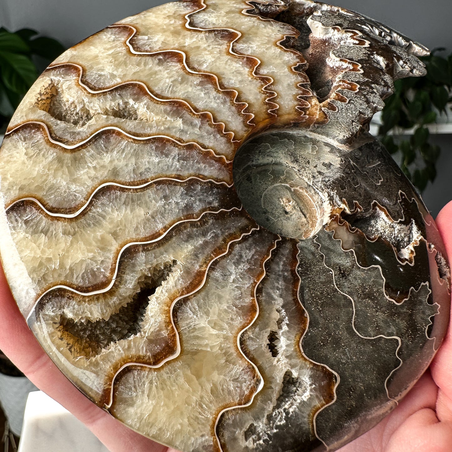 Ammonite