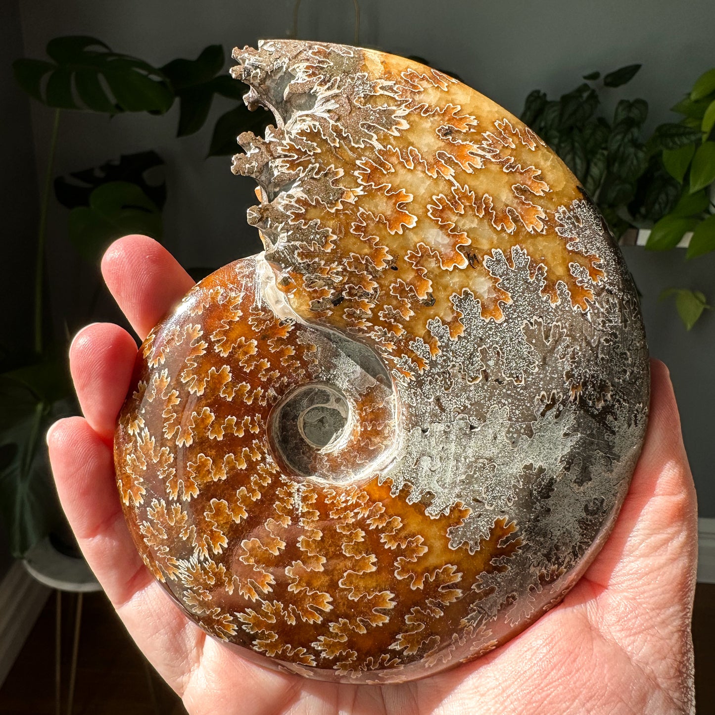 Ammonite