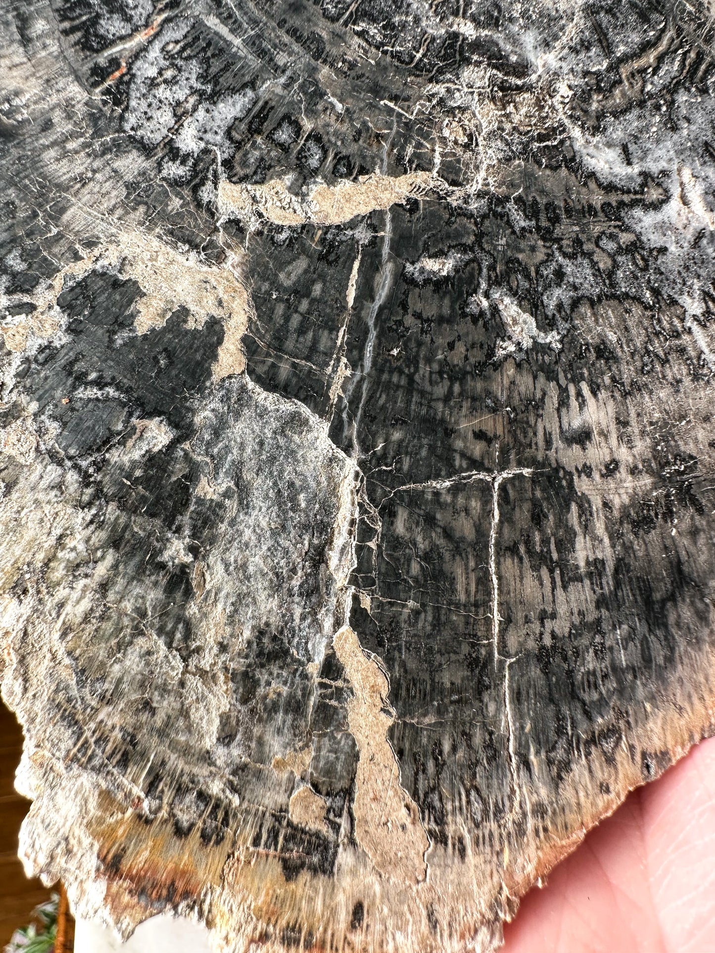 Petrified Wood Slab